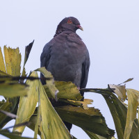 Scaly-naped Pigeon